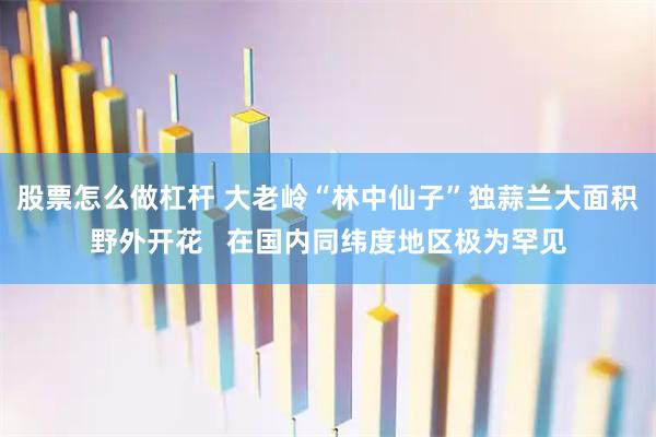 股票怎么做杠杆 大老岭“林中仙子”独蒜兰大面积野外开花   在国内同纬度地区极为罕见