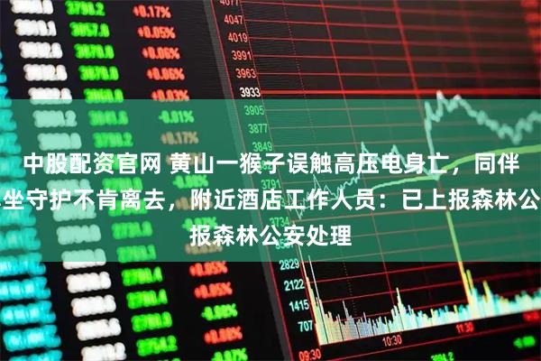 中股配资官网 黄山一猴子误触高压电身亡，同伴冒雨蹲坐守护不肯离去，附近酒店工作人员：已上报森林公安处理